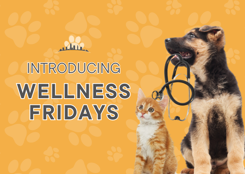 Carousel Slide 1: Starting March 15th, schedule a wellness check-in on Fridays!